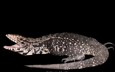 Pierde la cola, pero no las ma�as: la iguana overa o teju�h?