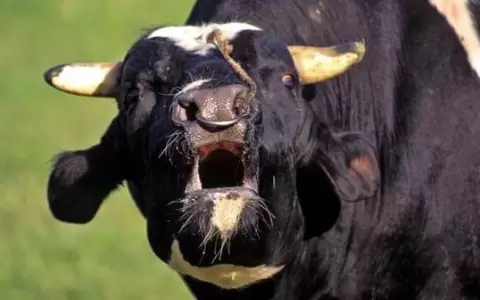Vaca loca en Brasil pone en riesgo exportaciones c�rnicas paraguayas