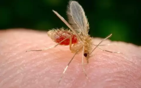 Siete departamentos de Paraguay tienen casos de leishmaniasis en humanos