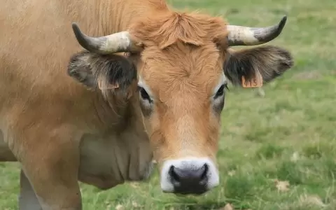 Vaca loca en Brasil: productores primarios son los m�s perjudicados por cierre de mercado chino