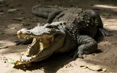 Cocodrilo mata a octogenaria cuando paseaba a su perro