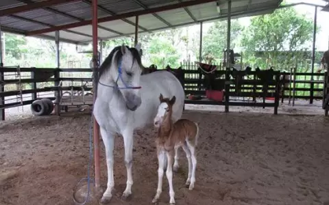 C�mara aclara que faena de equinos no es ilegal en Paraguay