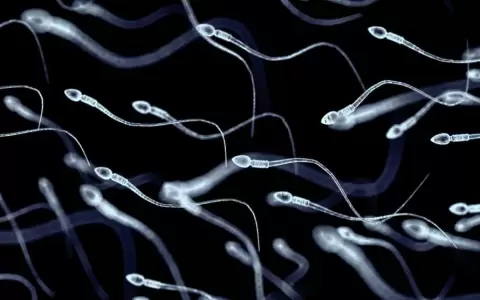 Crean una p�ldora anticonceptiva para hombres que paraliza los espermatozoides unas horas