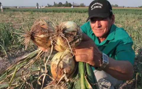 Mayor mercado: productores apuntan a ampliar superficie de siembra de cebolla