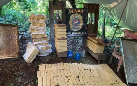 Senad desmantela campamento narco y elimina cultivos de marihuana en Amambay