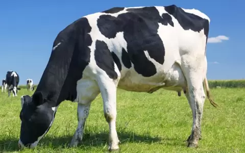 Brasil con caso positivo de vaca loca, �representa un riesgo para nuestro pa�s?