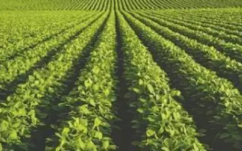 Primeras cosechas de soja presentan bajos rendimientos, seg�n Capeco