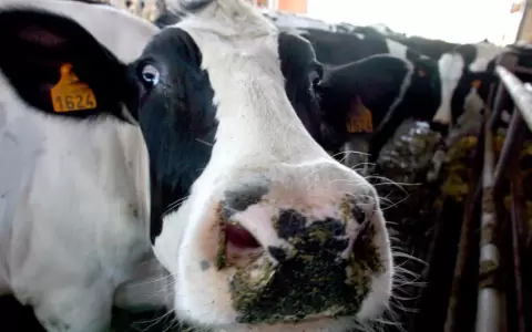 Brasil confirma caso de vacas locas