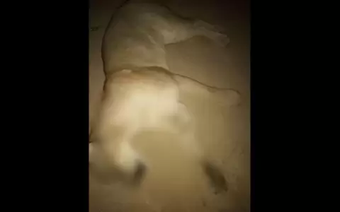 L�der ind�gena denuncia que capataz de estancia mat� a un puma