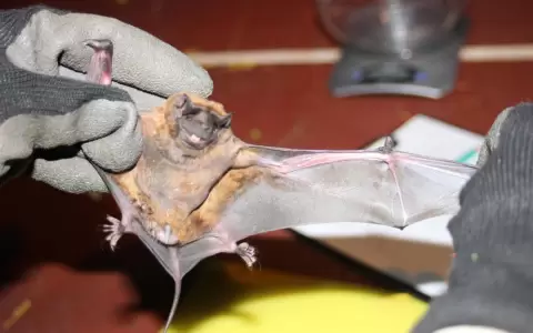M�s all� de los mitos: el murci�lago, una especie "rechazada", pero de suma importancia