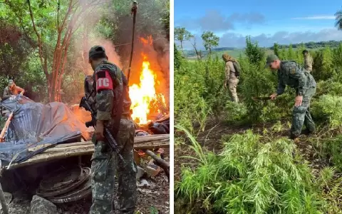 Operativo Omega XV: sacan de circulaci�n m�s de 93 toneladas de marihuana en Amambay