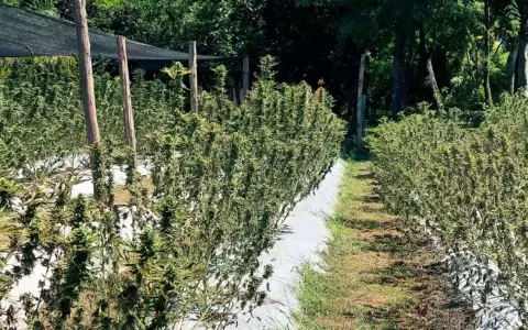 Realizaron la primera cosecha p�blica de cannabis en el Paraguay