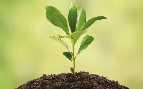 Productores ovinos implementan proyecto para disminuir las emisiones GEI