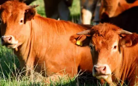 Sector ganadero sufre una retracci�n del 11,5 % en sus ingresos