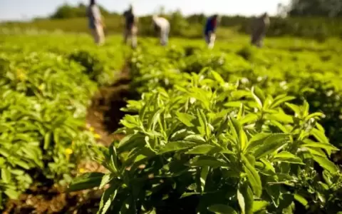 Productores de estevia esperan mejorar sus rendimientos este 2023