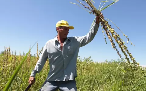 Sesameros esperan una producci�n de 20.000 toneladas de la semilla