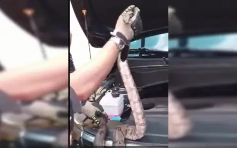Ins�lito: �encuentran v�bora en una camioneta!