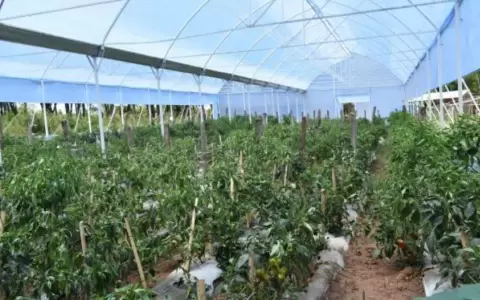Estudiantes de Misiones logran excelente cosecha de locotes con sistema de invernadero