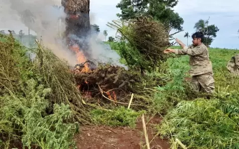 Operativo Nueva Alianza: casi 600 toneladas de marihuana destruidas