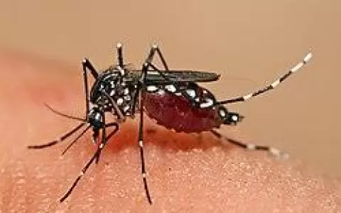 OPS/OMS emite alerta regional por chikungunya ante aumento de casos y fallecidos