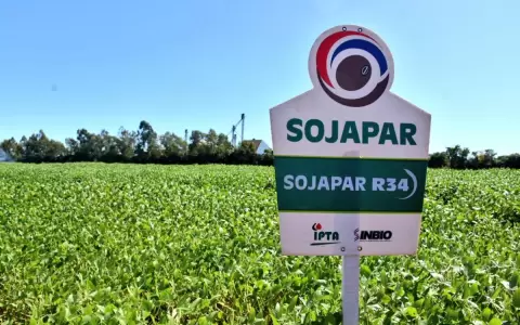 Variedad de soja paraguaya se destaca en Brasil y en la regi�n