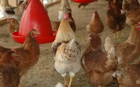 Emergencia sanitaria en Argentina por gripe aviar, m�s de 200.000 aves sacrificadas