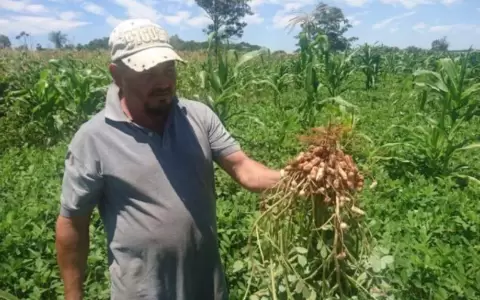 Empresa exporta 4.000 toneladas de man� a EE. UU. y se consolida en el sector
