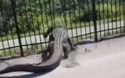 Impresionante video: un cocodrilo atraviesa unas rejas a la fuerza en EE. UU.
