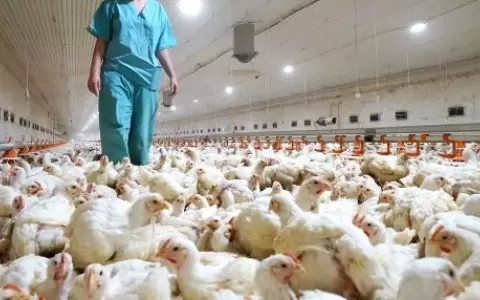 Chile confirma primer caso de gripe aviar