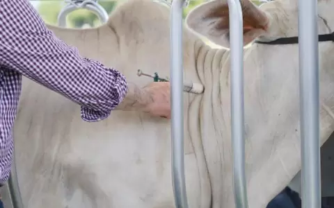 Finaliza periodo de vacunaci�n contra la brucelosis bovina y la aftosa