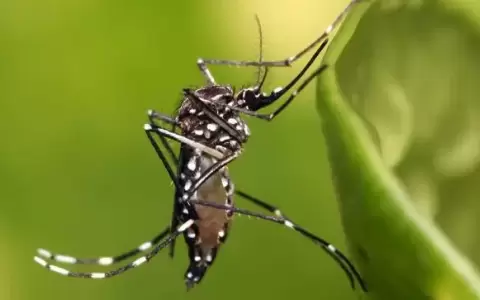 Menor de solo 1 a�o falleci� por chikungunya en Alto Paran�