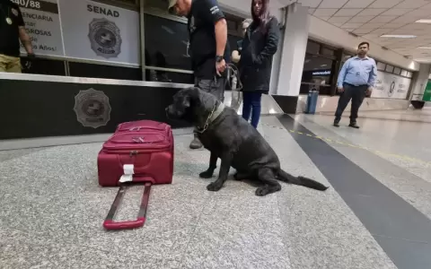 "Rocky" lo hizo de nuevo, impidi� que una paraguaya trafique coca�na a Espa�a