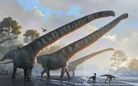 Hallan en China f�siles de dinosaurio que ten�a cuello de 15 metros, el m�s largo jam�s descubierto