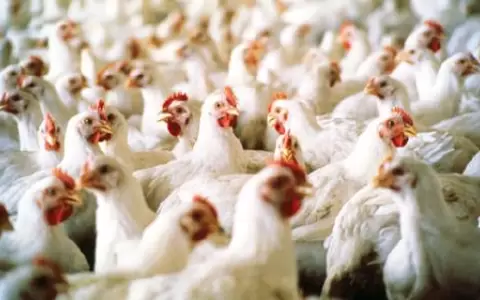 Gripe aviar: mal manejo de protocolos podr�a generar p�rdidas hasta del 50 % al sector av�cola