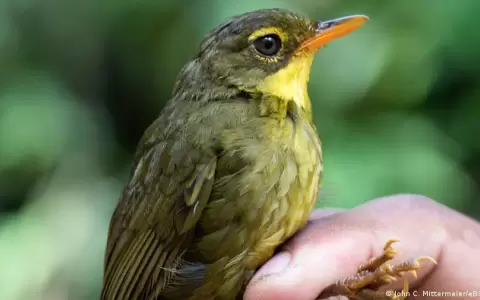 Encuentran en los bosques de Madagascar a rara ave que no se ve�a desde hace 24 a�os
