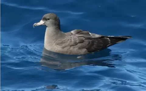 Plasticosis: la nueva enfermedad que afecta a las aves por la contaminaci�n por pl�sticos