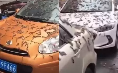 Sorpresa y alarma por lluvia de gusanos en China: por qu� pas�
