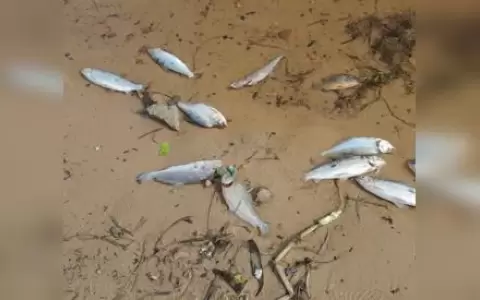 Piden no consumir peces muertos en Costanera de Asunci�n
