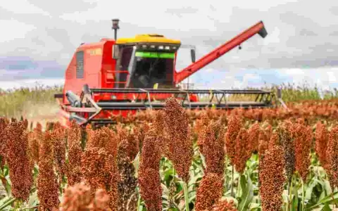 Investigadores descubren gen que salvar�a al sorgo de un hongo peligroso
