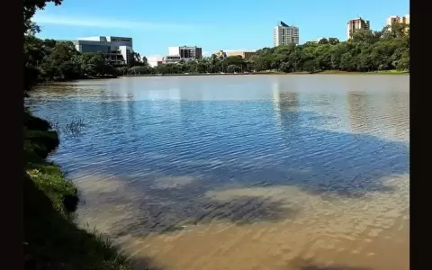 Ciudad del Este: buscan a yacar� que escap� del lago de la Rep�blica