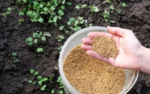 Impulsar�n la importaci�n y producci�n de semillas de abono verde