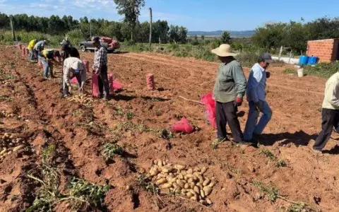 BCP emite normativa de medidas transitorias dirigidas al sector productivo agropecuario