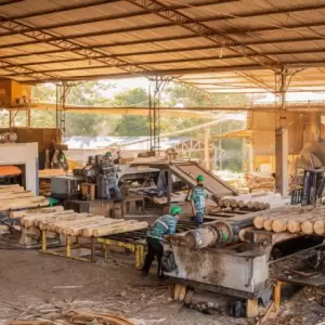 Exportaciones y financiamiento récord muestran el auge del sector forestal