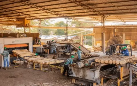 Exportaciones del sector forestal experimentan ca�da del 22 % en enero