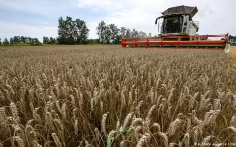 FAO: precios mundiales de los alimentos siguen a la baja