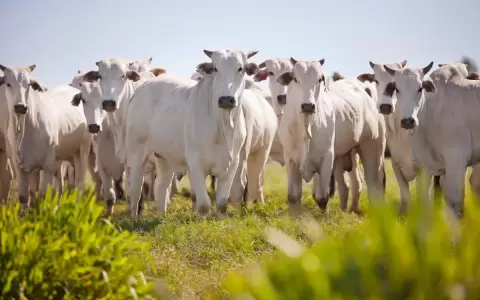 Un cambio de paradigma ante la fiebre aftosa