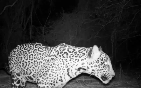 "El sue�o del jaguar" se inaugura en el Centro Juan de Salazar