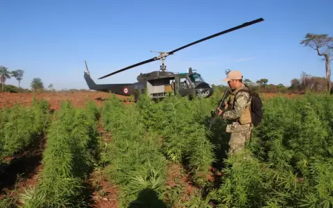 Operativo "Nueva Alianza 37": destruyen megacomplejo de producci�n de marihuana