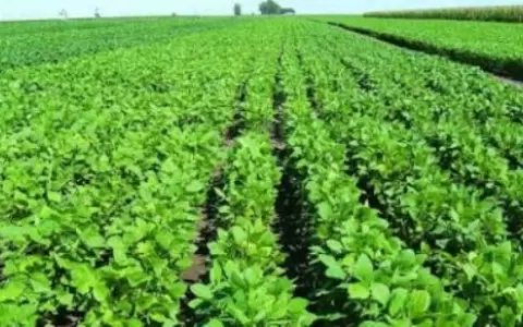 Paraguay logr� exportar m�s de un mill�n de toneladas de soja durante el primer trimestre
