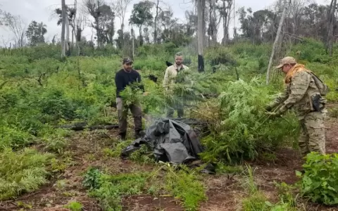 Senad anul� m�s de 15 toneladas de marihuana en la Reserva San Rafael